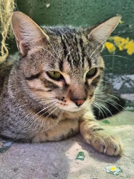 Junge Katzenbrüder Utah und Unay