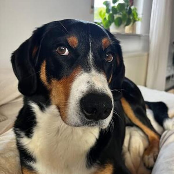 Fröhlicher Appenzeller Sennenhund Rocco wartet in 74214