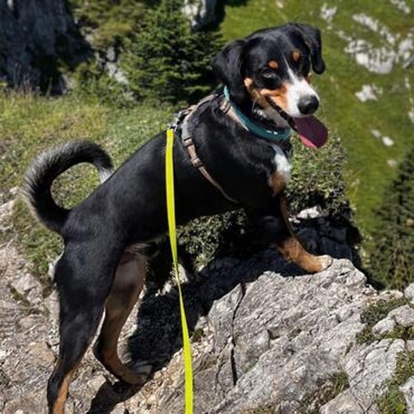Fröhlicher Appenzeller Sennenhund Rocco wartet in 74214