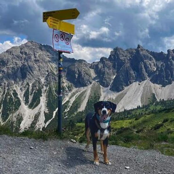 Fröhlicher Appenzeller Sennenhund Rocco wartet in 74214