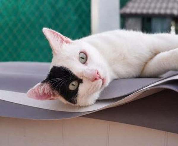 Lieber, junger Kater Pirata