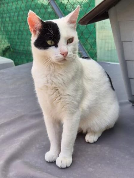 Lieber, junger Kater Pirata