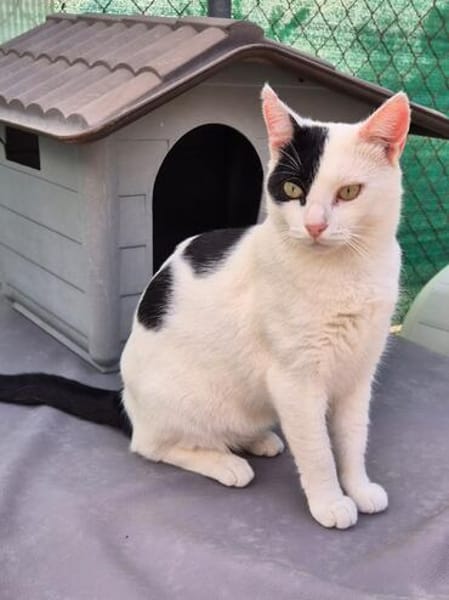 Lieber, junger Kater Pirata