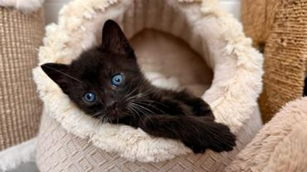 Vier kleine Kater suchen ab Mitte November ihr Zuhause
