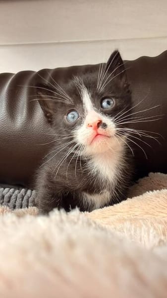 Vier kleine Kater suchen ab Mitte November ihr Zuhause