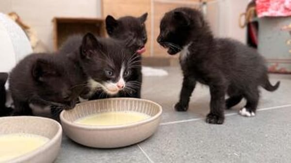 Vier kleine Kater suchen ab Mitte November ihr Zuhause