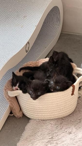 Vier kleine Kater suchen ab Mitte November ihr Zuhause