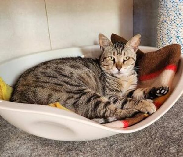 Unkomplizierter, lieber Kater John