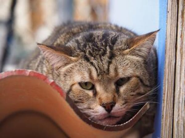 Unkomplizierter, lieber Kater John