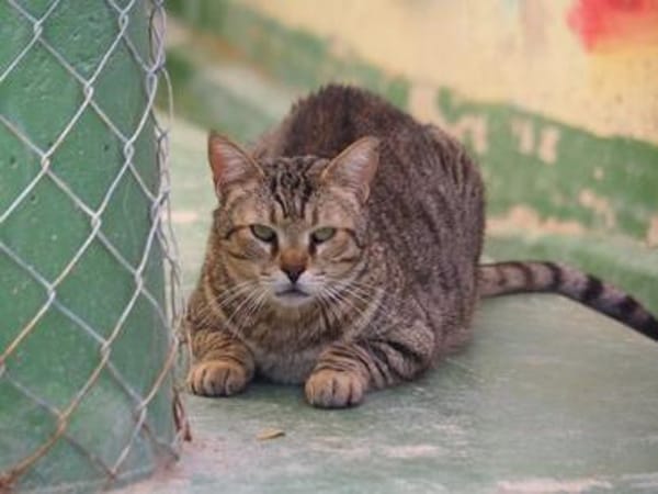 Unkomplizierter, lieber Kater John