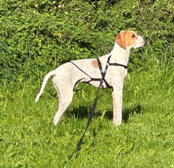 Samy, geb. ca. 07/2025, 52379 Langerwehe