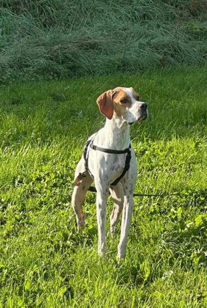 Samy, geb. ca. 07/2025, 52379 Langerwehe