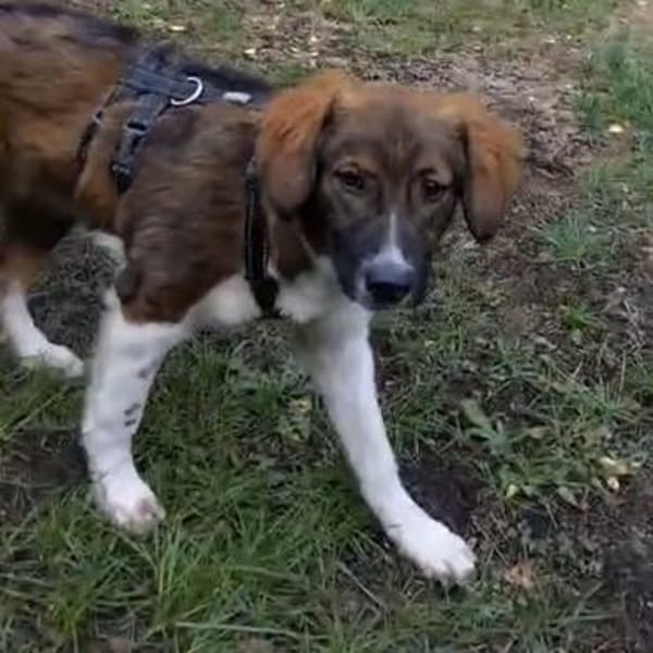 Ava💕junge, liebenswerte Hündin