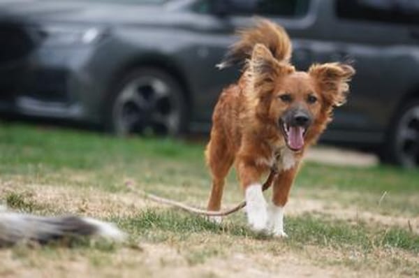 Ronny  ein kleiner Kämpfer auf dem Weg ins Vertrauen