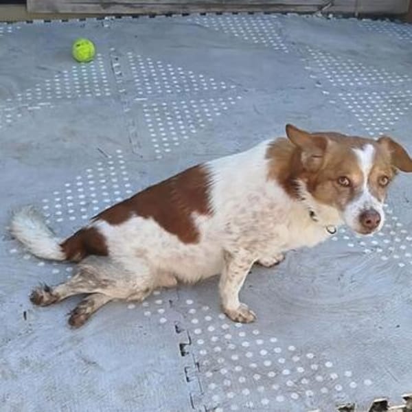 Milo - ein absoluter Herzenshund