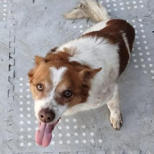 Milo - ein absoluter Herzenshund