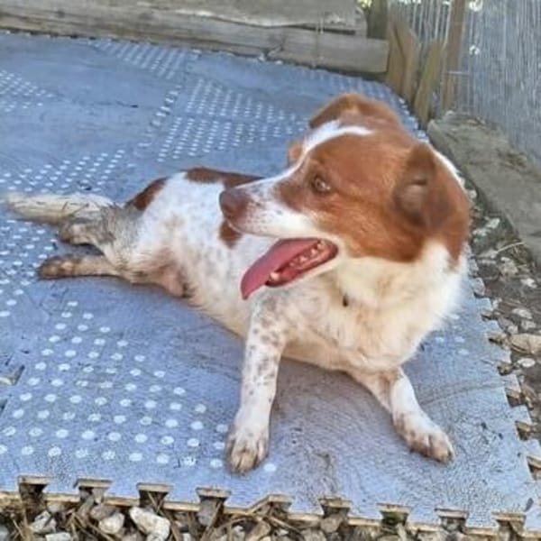 Milo - ein absoluter Herzenshund