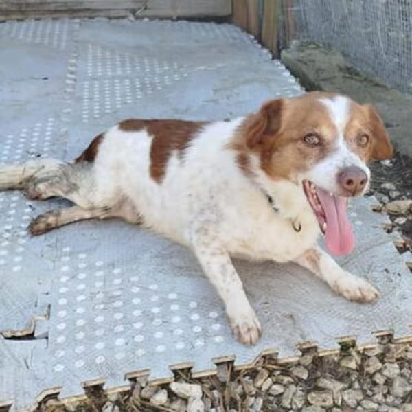 Milo - ein absoluter Herzenshund