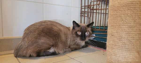 NERON