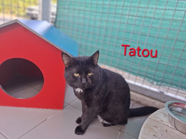 Tatou