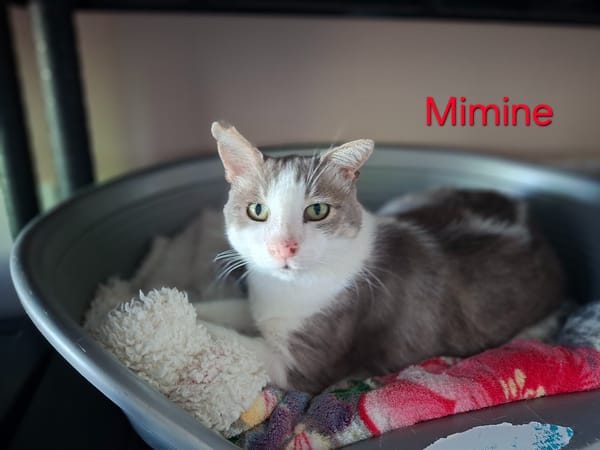 Mimine