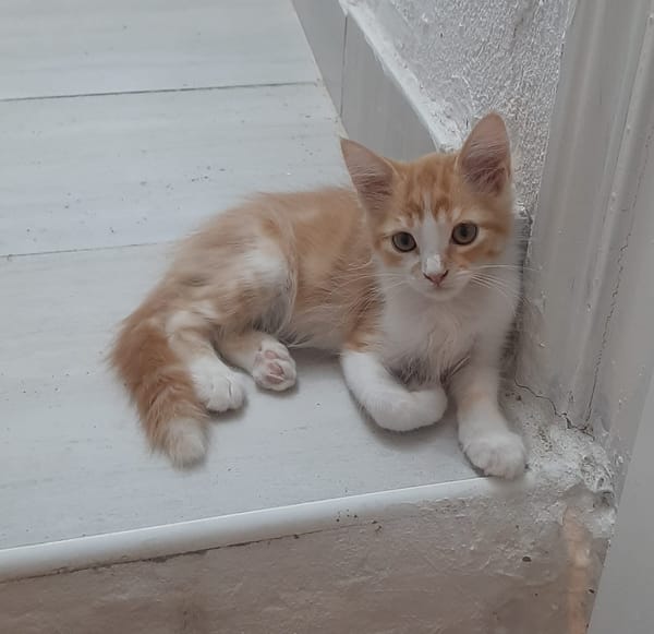ELIOT