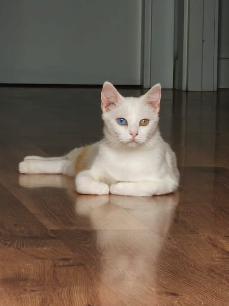 PERLA