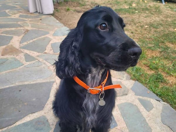 Milo