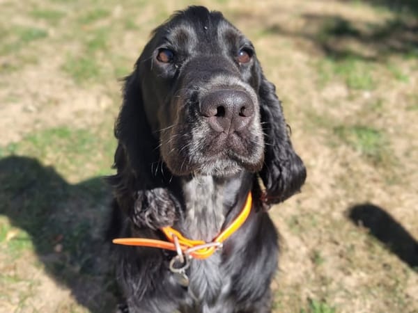 Milo
