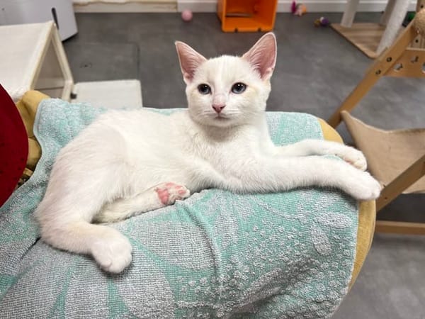 Barnabé