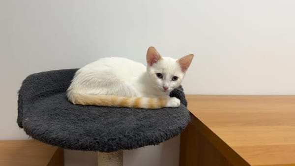 Barnabé