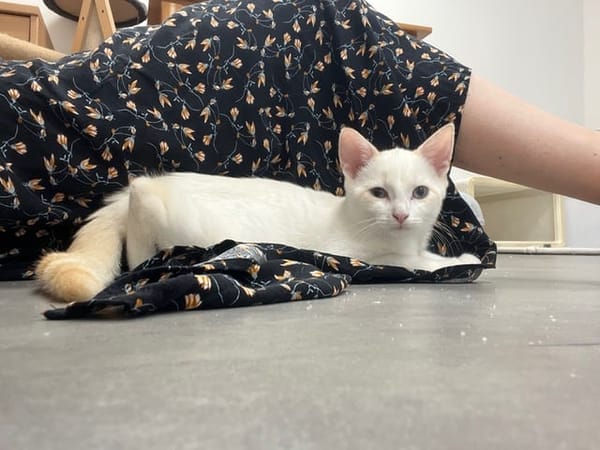 Barnabé