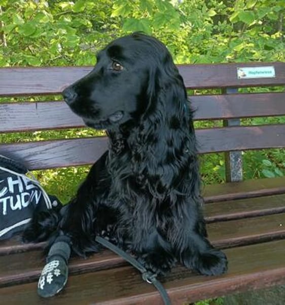 Sanni - Sonnenschein sucht neues Zuhause
