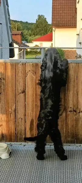 Sanni - Sonnenschein sucht neues Zuhause