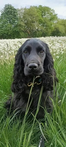 Sanni - Sonnenschein sucht neues Zuhause