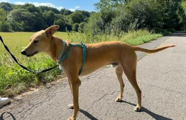 Windhund-Mix Keylam wartet auf dich!