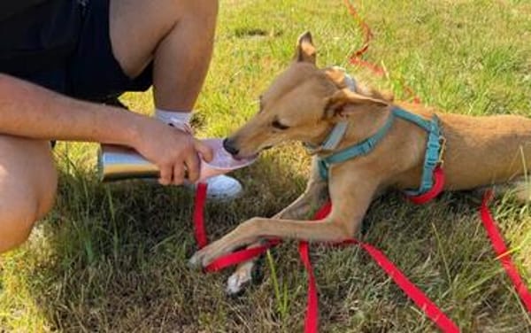 Windhund-Mix Keylam wartet auf dich!