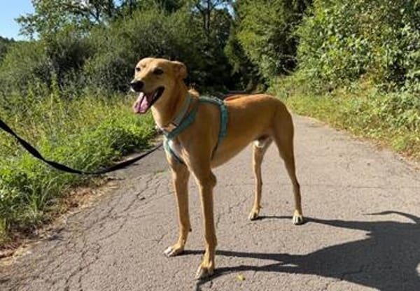 Windhund-Mix Keylam wartet auf dich!