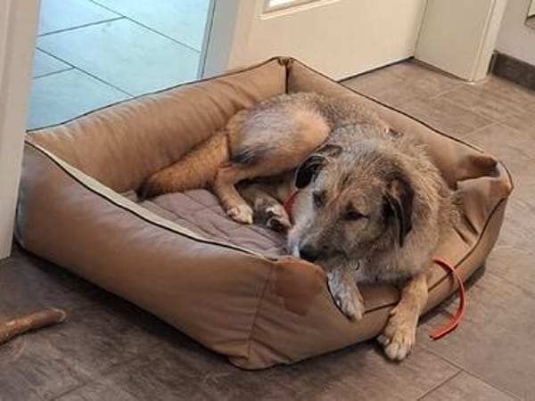 Rüde Benjamin sucht ein Zuhause