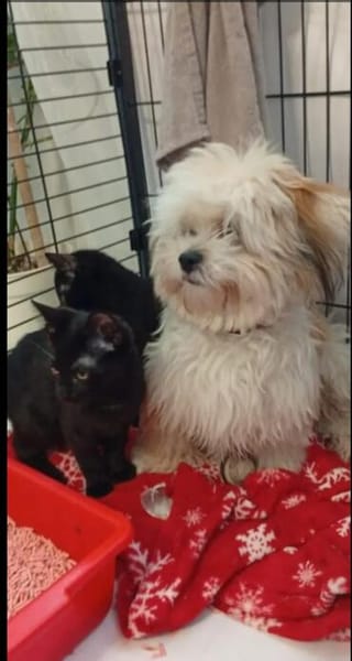 Tom & Ruby - Tolle Lackfellchen suchen liebe Familie