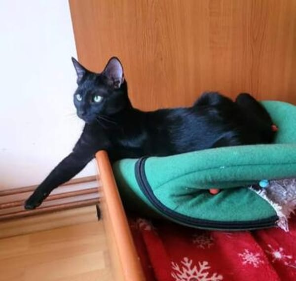 Tom & Ruby - Tolle Lackfellchen suchen liebe Familie