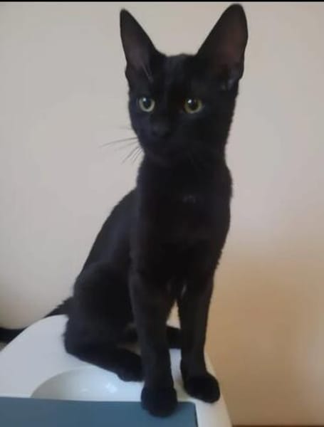 Tom & Ruby - Tolle Lackfellchen suchen liebe Familie
