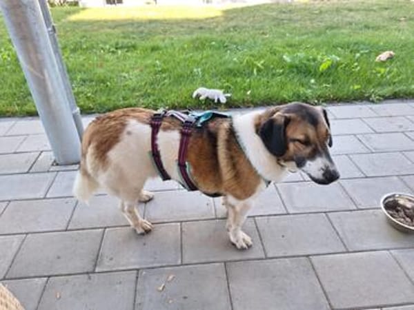 Ike  nicht nur optisch was ganz Besonderes!