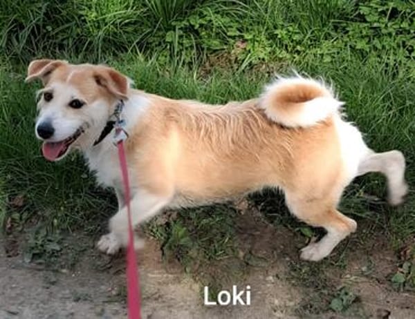 Loki mit Kuschelabitur möchte endlich eigene Menschen.