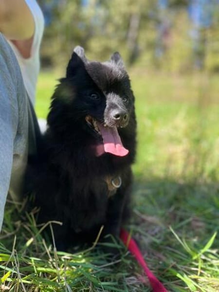 Balu sucht seine Familie