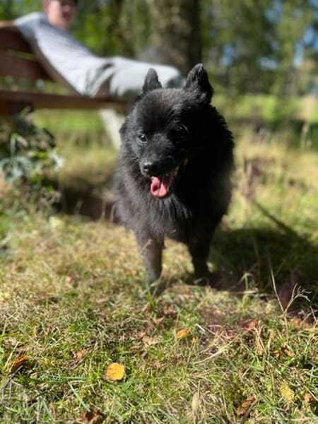 Balu sucht seine Familie