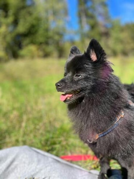 Balu sucht seine Familie