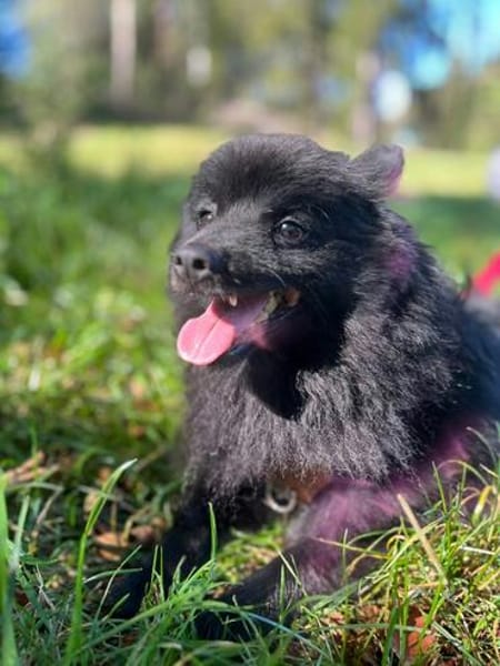 Balu sucht seine Familie
