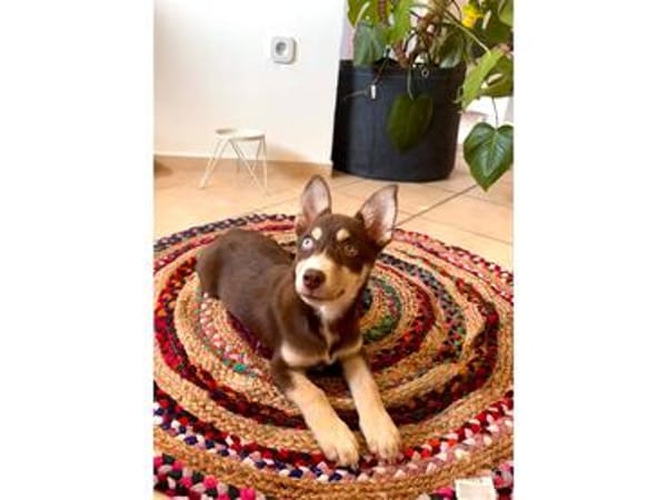 Cookie - wartet in 59590 Geseke