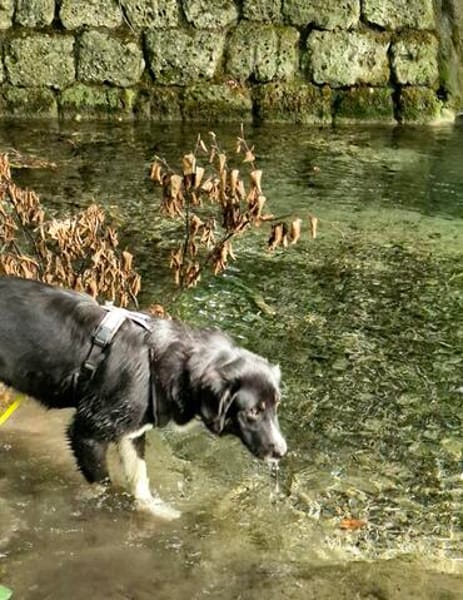 Feli, aktive Junghündin sucht Traumplatz